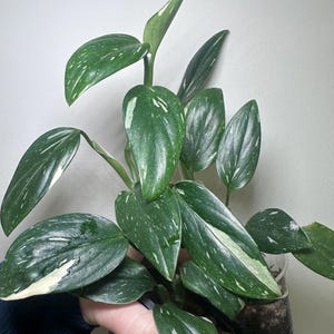 Philodendron Standleyana - Etsy
