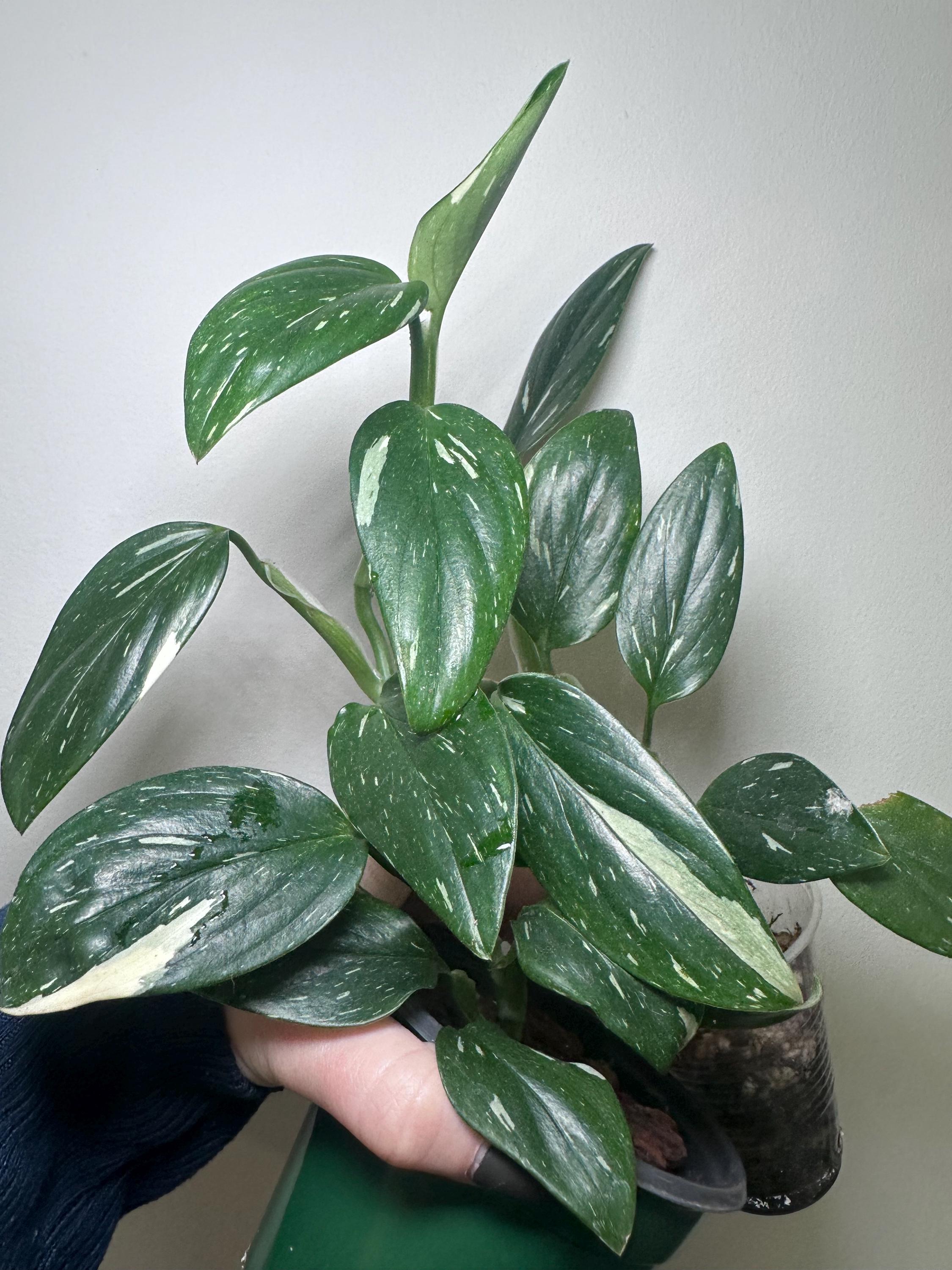 philodendron mcdowell care Philodendron ‘Mcdowell’