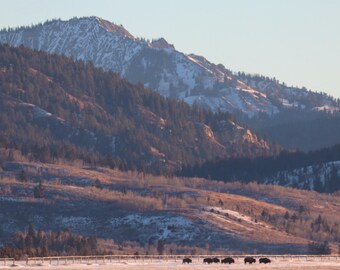 Paisaje de bisontes de Wyoming