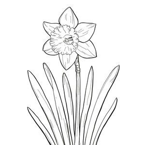 Puede incluir: Un dibujo en blanco y negro de una flor de narciso con una sola flor y hojas largas y estrechas. La palabra "Narciso" est&aacute; escrita en letras grandes y negritas sobre la flor.