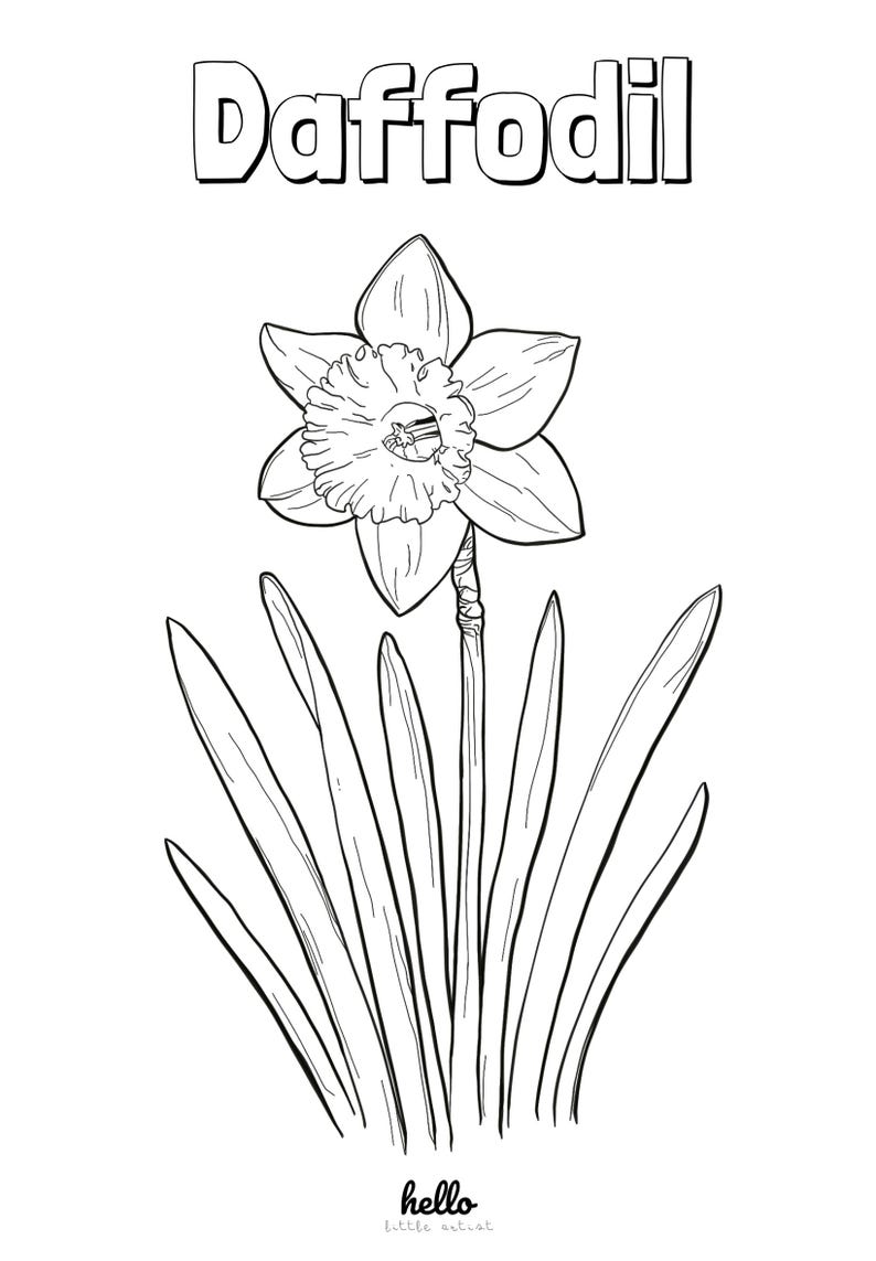 Puede incluir: Un dibujo en blanco y negro de una flor de narciso con una sola flor y hojas largas y estrechas. La palabra "Narciso" est&aacute; escrita en letras grandes y negritas sobre la flor.