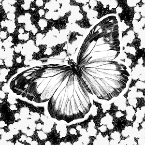 Papilio