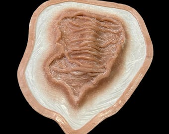 Cuello y pecho expuestos / Prótesis de silicona / Maquillaje SFX