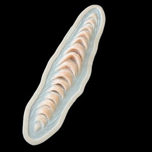 May include: A prosthetic wound with a light pink, textured interior and a pale blue border. The wound is elongated and features a series of curved, flesh-toned shapes, set against a black background.