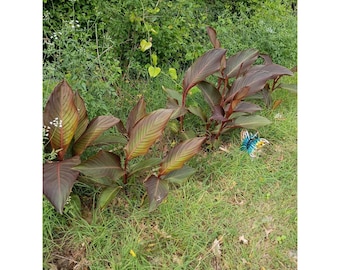 Canna Lily Dark Foliage Canna indica Rhizome 2-5 Inch Zones 8 to 11 Red & Orange