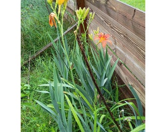 Orange Day/Tawny Ditch Lily 1 Hemerocallis fulva