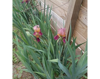 Bearded Iris Rhizomes 'Indian Chief' Zone 3-10 Dug Per Order