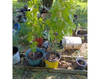 Silver Maple Tree Rooted Acer saccharinum Zone 3-9 BARE-ROOT 12-48"