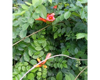 Hummingbird Trumpet vine (Campsis radicans) Red,Orange Unrooted Cuttings 5pk