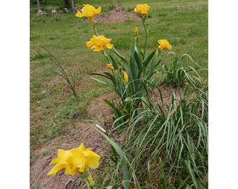 Yellow German Bearded Iris Rhizomes Zone 3-10 Limited Quantities Available