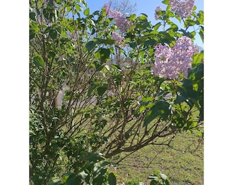 Common Lilac Shrub Sapling Ships In 2 Quart Pot 6-12" Tall Syringa vulgaris