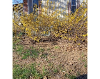 Forsythia Spring Yellow Flowering Shrub Potted 2.5g 2nd Year