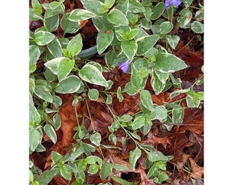 Variegated Vinca Lavender Periwinkle 4pk  Flower Groundcover  Vines Rooted