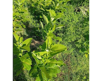 Common milkweed (Asclepias syriaca) 6-24" Plant Save The Monarch Butterflies
