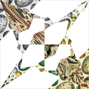 Puede incluir: Un collage geométrico con ilustraciones vintage de plumas, mariposas y huevos. La obra de arte utiliza una paleta de beige, marrón, verde y azul, con un fondo blanco. El diseño es una mezcla de historia natural y elementos artísticos.