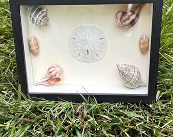 Original Seashell Art Shadow Box - Etsy