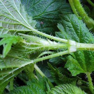 May include: A vibrant green stinging nettle plant featuring serrated, heart-shaped leaves and thin, light green stems covered in fine, translucent stinging hairs. The plant displays a dense cluster of foliage with visible veins and sharp edges.