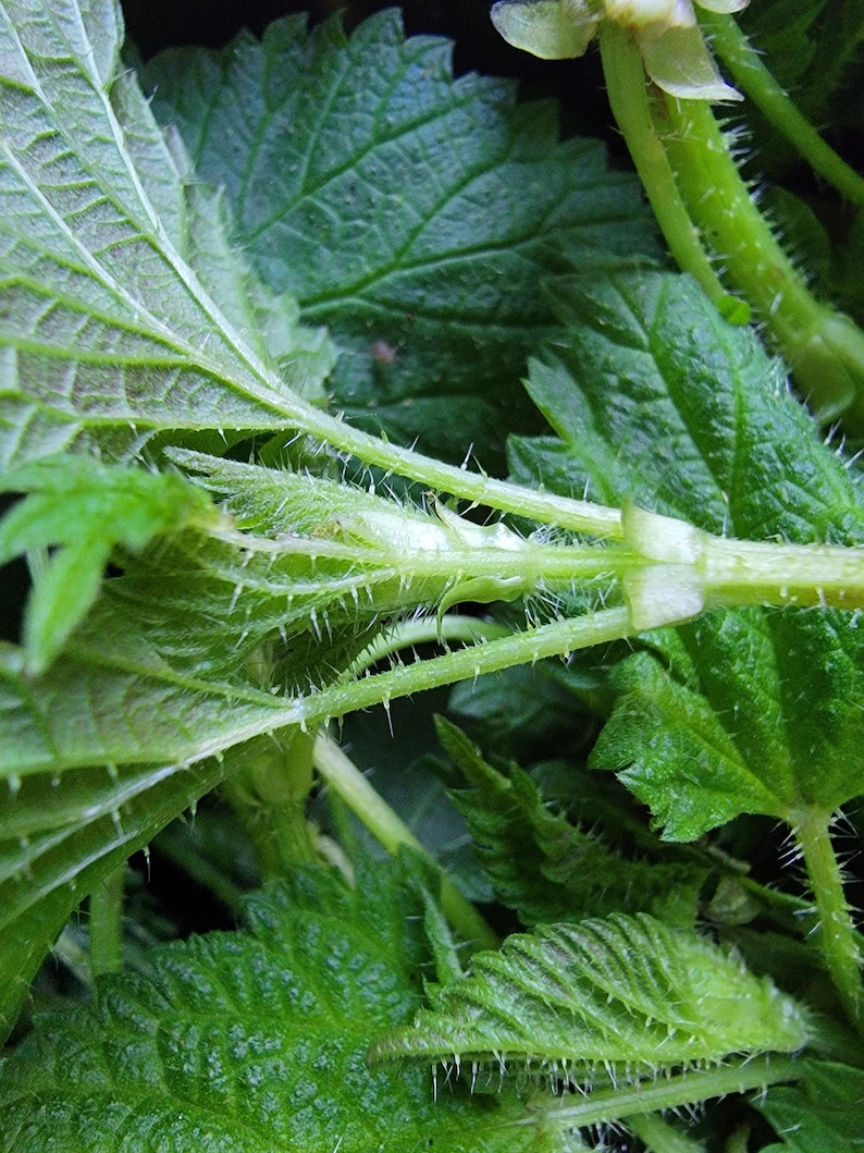 May include: A vibrant green stinging nettle plant featuring serrated, heart-shaped leaves and thin, light green stems covered in fine, translucent stinging hairs. The plant displays a dense cluster of foliage with visible veins and sharp edges.