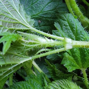 Puede incluir: Primer plano de una planta de ortiga verde con tallos y hojas espinosos.