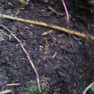 May include: A close-up view of dark, damp soil texture featuring scattered organic debris, including thin, light-colored twigs, small pieces of wood, and patches of vibrant green moss growing along the lower edge of the frame.