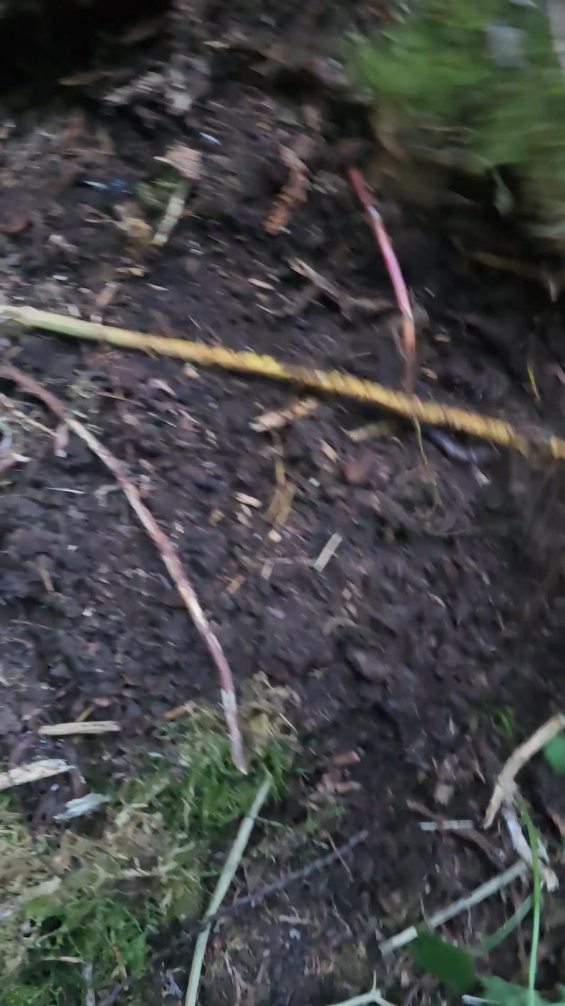 May include: A close-up view of dark, damp soil texture featuring scattered organic debris, including thin, light-colored twigs, small pieces of wood, and patches of vibrant green moss growing along the lower edge of the frame.