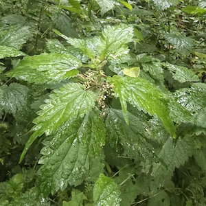 May include: A vibrant green stinging nettle plant featuring serrated, pointed leaves with a textured surface. The plant displays small, clustered, pale flower buds emerging from the central stem, with visible moisture droplets on the foliage.