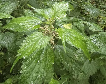 Live Stinging Nettle Roots – Grow Your Own for Soup, Tea, Fiber (Sustainably Harvested) Stinging Nettle Rhizomes