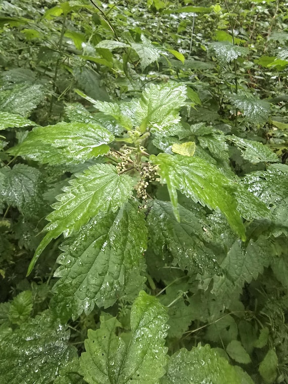Live Stinging Nettle Roots – Grow Your Own for Soup, Tea, Fiber (Sustainably Harvested) Stinging Nettle Rhizomes