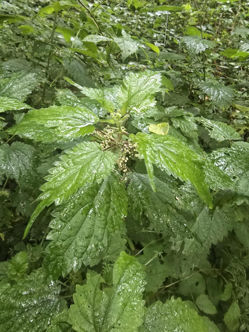 May include: A vibrant green stinging nettle plant featuring serrated, pointed leaves with a textured surface. The plant displays small, clustered, pale flower buds emerging from the central stem, with visible moisture droplets on the foliage.
