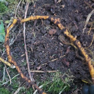 May include: A long, thin, flexible root with a bright yellow-orange exterior and a textured, knobby surface. The root is curved into a loose, irregular loop and rests against a dark, damp soil background mixed with patches of green moss.