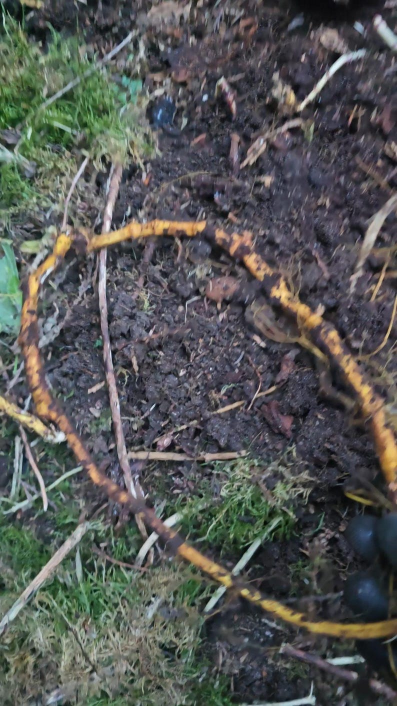 May include: A long, thin, flexible root with a bright yellow-orange exterior and a textured, knobby surface. The root is curved into a loose, irregular loop and rests against a dark, damp soil background mixed with patches of green moss.