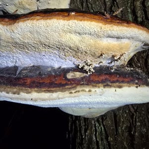 Polypore ceinturé rouge - sac d&#39;un litre de champignons tranchés et séchés - Fomitopsis pinicola, champignon médicinal
