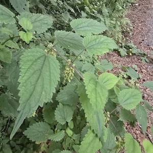 May include: A stinging nettle plant featuring vibrant green, serrated, heart-shaped leaves arranged along a slender stem. Small, pale green flower clusters grow from the leaf axils, showcasing the plant's natural texture and pointed foliage.