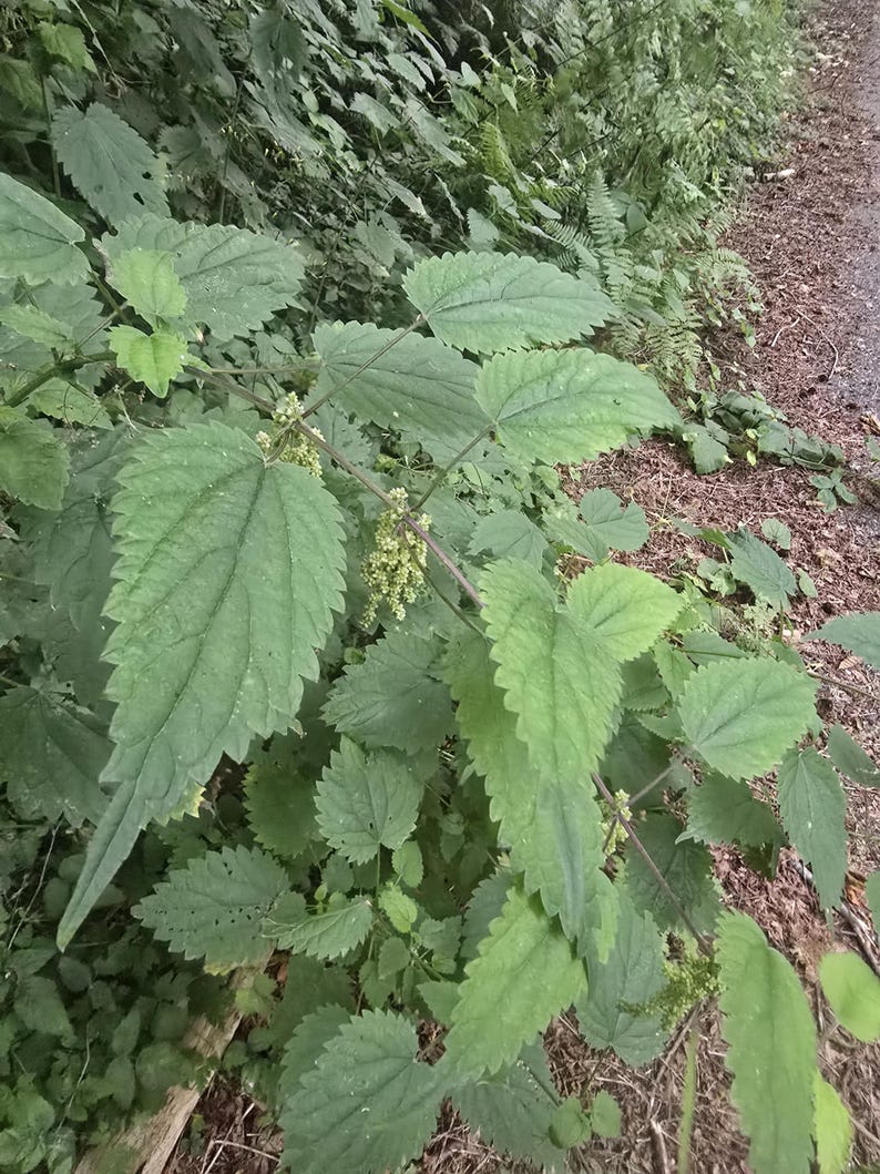 May include: A stinging nettle plant featuring vibrant green, serrated, heart-shaped leaves arranged along a slender stem. Small, pale green flower clusters grow from the leaf axils, showcasing the plant's natural texture and pointed foliage.
