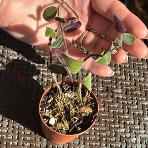 Tradescantia Baby Bunny Bellies 2&quot; Plant