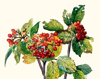 Viburnum Lantana Premium Print