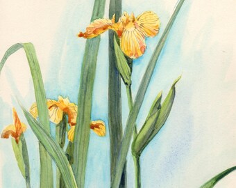 Yellow Water Iris Original Watercolor