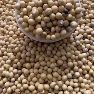 Bambara Beans/African Yellow beans/16oz