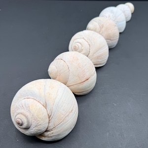 May include: A collection of six snail shells arranged in a diagonal line from largest to smallest. The shells are off-white and beige with a textured, spiralled surface and a rounded, globular shape, showing natural variations in colour and pattern.