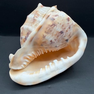 May include: A large, natural seashell with a spiraled, textured exterior featuring mottled brown and cream patterns. The wide, open aperture reveals a smooth, pale peach-coloured interior with a series of distinct, tooth-like ridges along the edge.