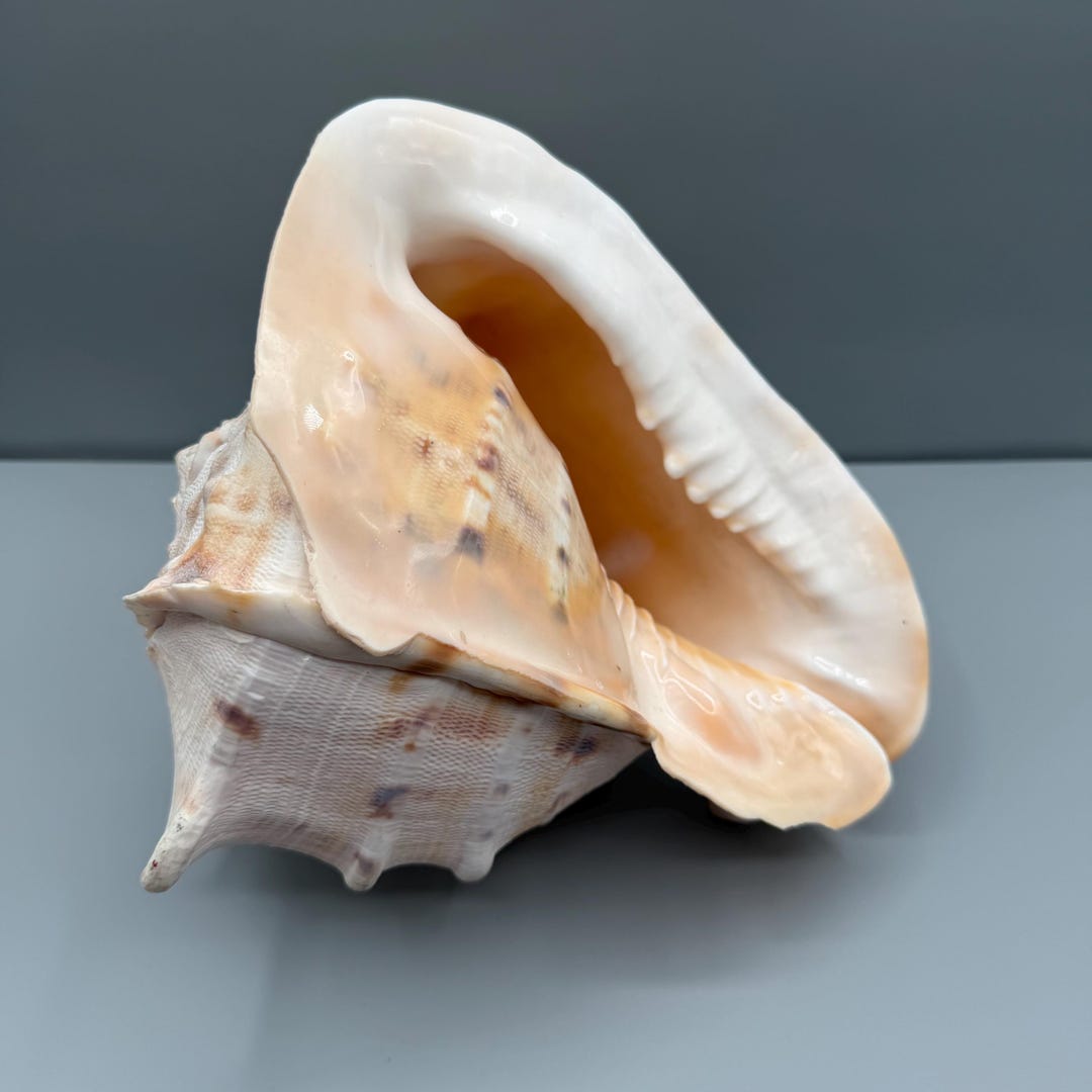 Very Large Queen Helmet Conch Shell, Nautical Home Decor, Rare Giant ...