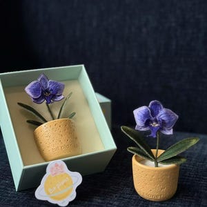 Puede incluir: Una orquídea en miniatura en una maceta texturizada de color beige con el texto "bit planet". La orquídea tiene una vibrante flor púrpura y hojas verdes. Una planta está en una caja azul claro y otra se muestra por separado. También es visible una pegatina con el texto "Bit planet".