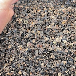 May include: A large pile of raw, dark brown buckwheat hulls with a triangular, pyramid-like shape. The individual hulls exhibit a hard, textured outer shell with varying shades of dark brown, tan, and grey, creating a dense, granular surface.