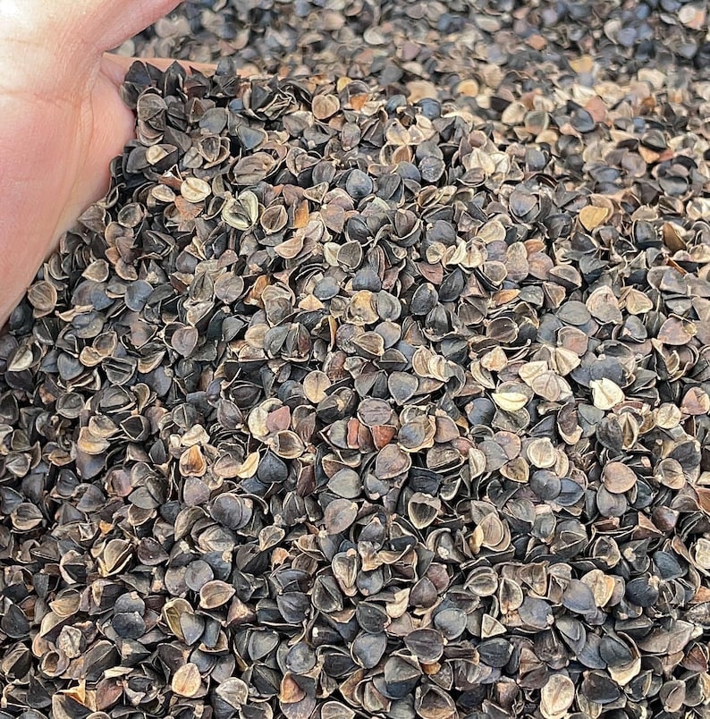 May include: A large pile of raw, dark brown buckwheat hulls with a triangular, pyramid-like shape. The individual hulls exhibit a hard, textured outer shell with varying shades of dark brown, tan, and grey, creating a dense, granular surface.