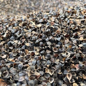 Buckwheat Hulls for Pillows, Cushions & Crafts | Natural Filling | Bulk Available