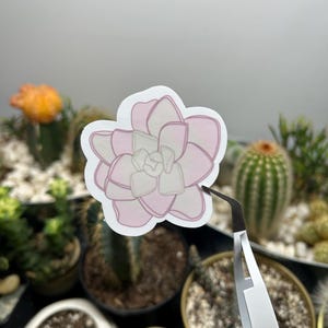autocollant rose pinguicula | Autocollant imperméable en vinyle | Sticker pour bouteille d'eau et ordinateur portable | Sticker plante mignon | Sticker plante carnivore