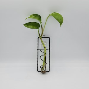 Hanging Flower Bud Vase or Plant Propagation