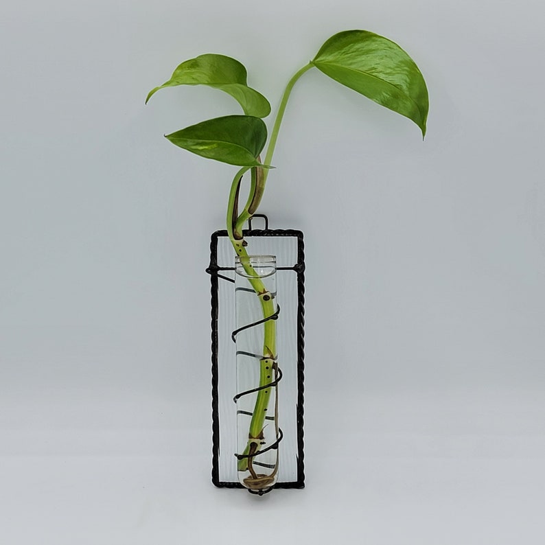 Peut inclure: Une plante verte &agrave; tige unique est pr&eacute;sent&eacute;e dans un tube en verre transparent. Le tube est suspendu dans un cadre en m&eacute;tal noir avec un fil enroul&eacute; autour du tube. Le cadre est rectangulaire et a un fond blanc.