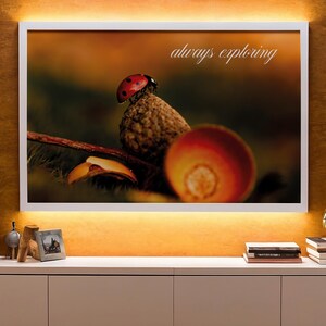 Marienkäfer Makro Poster Digitaler Download, Always Exploring Kunstdruck, Insekten Natur Wandbild, Dekoration Printable 300 DPI