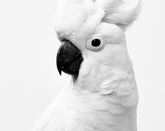 Cockatoo Australian Bird Black & White Photo Digital Download Print
